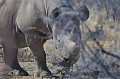 le rhino noir est un phyllophage ( mangeur de feuilles , bourgeons ) contrairment à son cousin l'indolent rhino blanc qui est herbivore . Le rhino noir est plus irrascible , il faut donc être prudent quand on l'approche .
Cette espèce est menacée à cause de sa corne dont la valeur marchande suscite la convoitise  des braconniers . 
Ses effectifs sont d'autant plus fragiles que la gestation est très longue , plus de quatre cent cinquante jours , et ne donne naissance qu'à un petit , avec un intervalle de deux à quatre ans . etosha 
 namibie 
 rhinoceros noir 